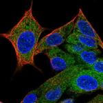 HPCAL4 Antibody in Immunocytochemistry (ICC/IF)