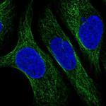 CNFN Polyclonal Antibody