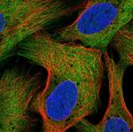 LZTR2 Antibody in Immunocytochemistry (ICC/IF)