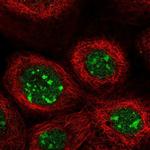 GPATCH4 Antibody in Immunocytochemistry (ICC/IF)
