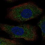 AANAT Antibody in Immunocytochemistry (ICC/IF)