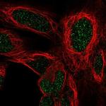 HOXD4 Polyclonal Antibody