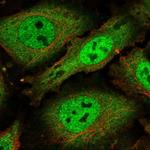 SFRS19 Polyclonal Antibody