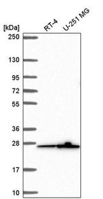 MRPS26 Antibody in Western Blot (WB)