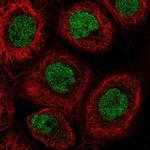 RLF Polyclonal Antibody