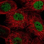 PACRGL Polyclonal Antibody