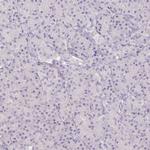 PNMAL2 Antibody in Immunohistochemistry (IHC)