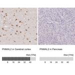 PNMAL2 Antibody