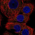 FAM220A Polyclonal Antibody