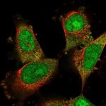 DDA1 Antibody in Immunocytochemistry (ICC/IF)