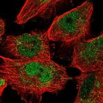 MAFF Polyclonal Antibody