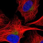 SEC22C Polyclonal Antibody