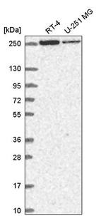 HEATR5B Antibody in Western Blot (WB)