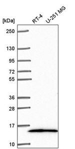 NR2C2AP Antibody in Western Blot (WB)