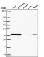 CCDC94 Antibody in Western Blot (WB)