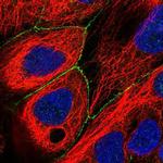 PLEKHG4 Polyclonal Antibody