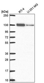 CAND1 Antibody in Western Blot (WB)