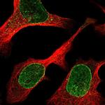 C7orf29 Polyclonal Antibody