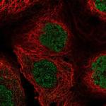 C5orf54 Polyclonal Antibody