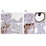 SMIM24 Antibody in Immunohistochemistry (IHC)