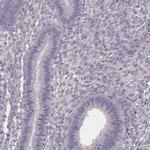 SMIM24 Antibody in Immunohistochemistry (IHC)