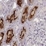 SMIM24 Antibody in Immunohistochemistry (IHC)