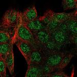 SMIM24 Antibody in Immunocytochemistry (ICC/IF)