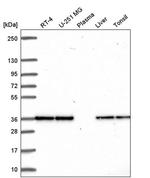 FN3KRP Antibody in Western Blot (WB)