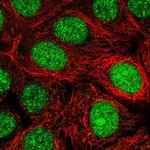 MRFAP1 Polyclonal Antibody