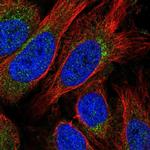 STX10 Polyclonal Antibody