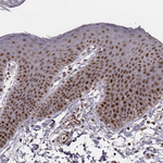 VRK3 Antibody in Immunohistochemistry (Paraffin) (IHC (P))