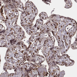 VRK3 Antibody in Immunohistochemistry (Paraffin) (IHC (P))