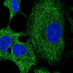 RNF215 Polyclonal Antibody