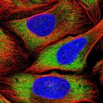 PSRC1 Antibody in Immunocytochemistry (ICC/IF)