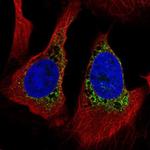 PMFBP1 Polyclonal Antibody