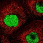 CRIPT Polyclonal Antibody