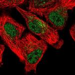 SFXN5 Polyclonal Antibody