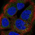 BTG4 Antibody in Immunocytochemistry (ICC/IF)