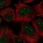 GON4L Polyclonal Antibody