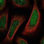 SHF Polyclonal Antibody