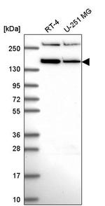 RSF1 Antibody in Western Blot (WB)