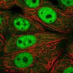 XPOT Polyclonal Antibody