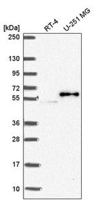 PJA2 Antibody in Western Blot (WB)