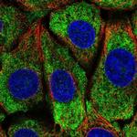 PCBP4 Antibody in Immunocytochemistry (ICC/IF)