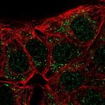 Carbonic Anhydrase X Polyclonal Antibody