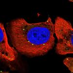 MEMO1 Polyclonal Antibody