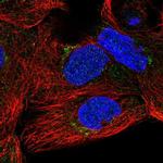 SLC35A5 Polyclonal Antibody