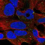 PLCH1 Polyclonal Antibody
