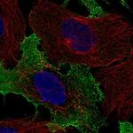 NKG2C Polyclonal Antibody