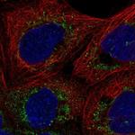 FAM162A Antibody in Immunocytochemistry (ICC/IF)